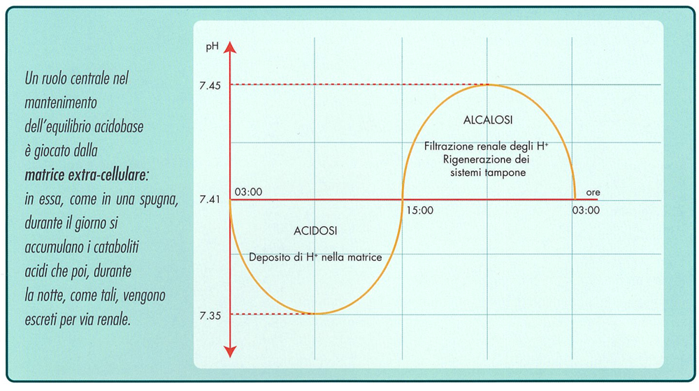 Acidosi Alcalosi ciclo nelle cellule